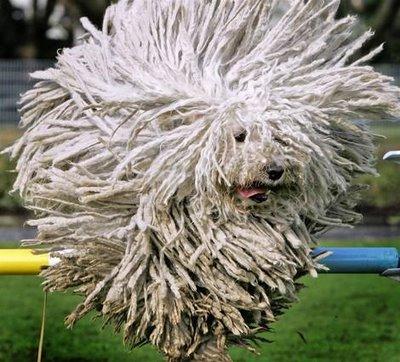 Прикрепленное изображение: comondor_super_bol.jpg